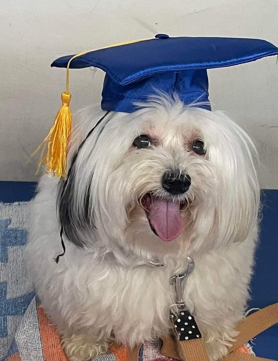 SOARVETSERVICES's tweet photo. Starting off the week right with a graduation!  Great job Doozie!!!!!!
#happygraduation #happygraduationday #doggraduation #doggrad #ccl #havaneseoftwitter #havanese #havaneseoftheworld #rehabtech #physiovet #vetphysio #rehabvet #vetrehab #vetrehabilitation #SOARvetservices https://t.co/CYk3oVr3SR