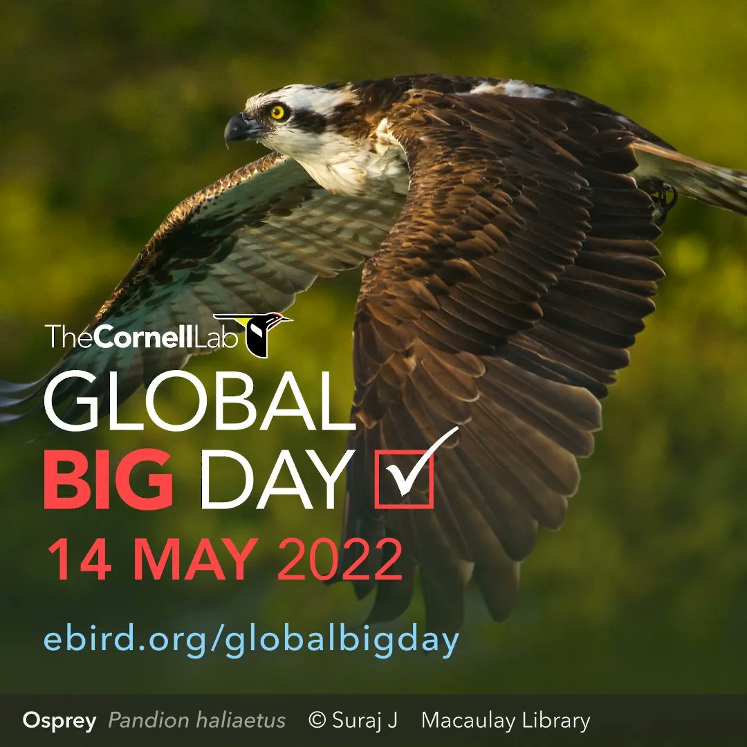 #GlobalBigDay, the biggest day in birding is this Saturday. Create an eBird Trip Report for 14 May. As you submit lists on Global Big Day, your report will automatically update—showing where you went &amp; what you found so others can follow along! Learn more: bit.ly/3smEbPd