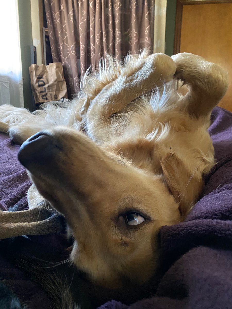 BestGoldenEver's tweet photo. Crazy face or cute cuddler 

Which is better? 1 or 2 😅😂 https://t.co/qGLCV9CXZc