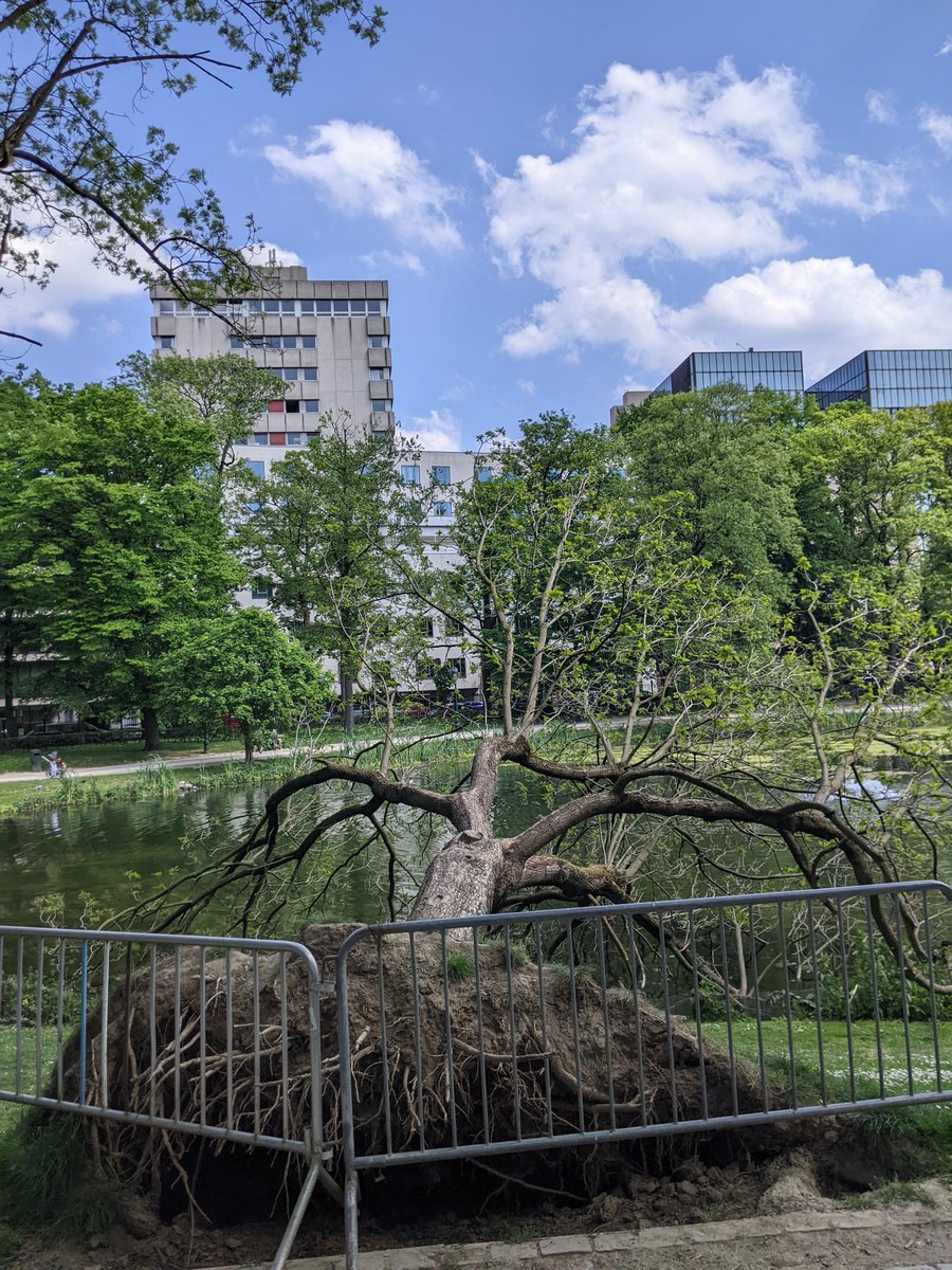 georgesyf2's tweet photo. If there ever was a tree that embodies Lebanese peeps. Uprooted, yet holding on and burgeoning. https://t.co/EoCHyXLG4b