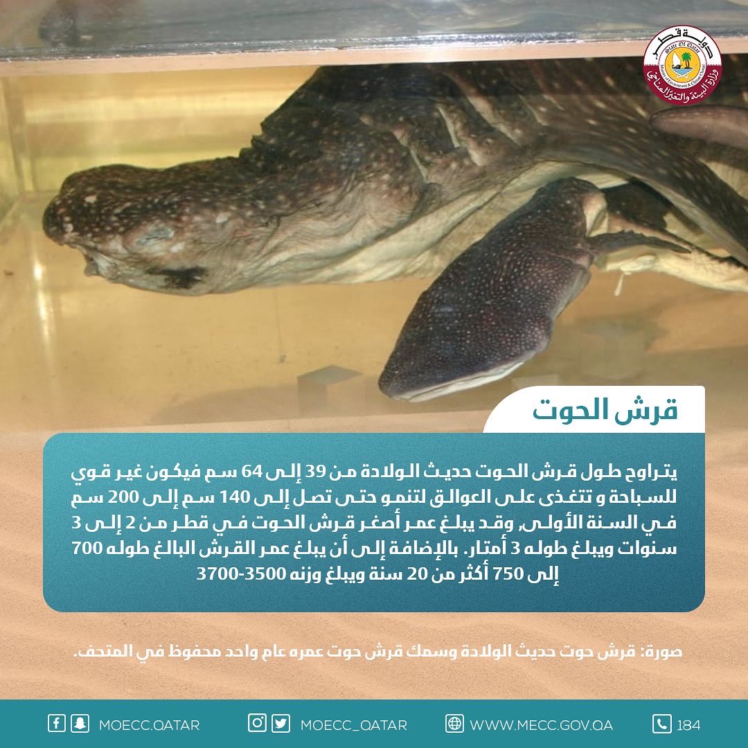 moecc_qatar's tweet image. قرش الحوت #تعرف_على_بيئتك 
Whale shark #knowyourenvironment
