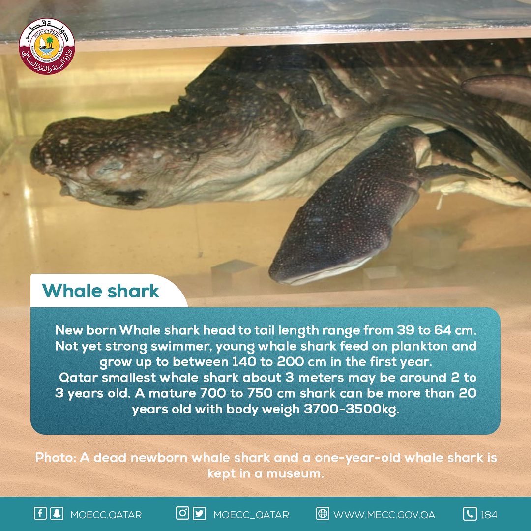 moecc_qatar's tweet image. قرش الحوت #تعرف_على_بيئتك 
Whale shark #knowyourenvironment