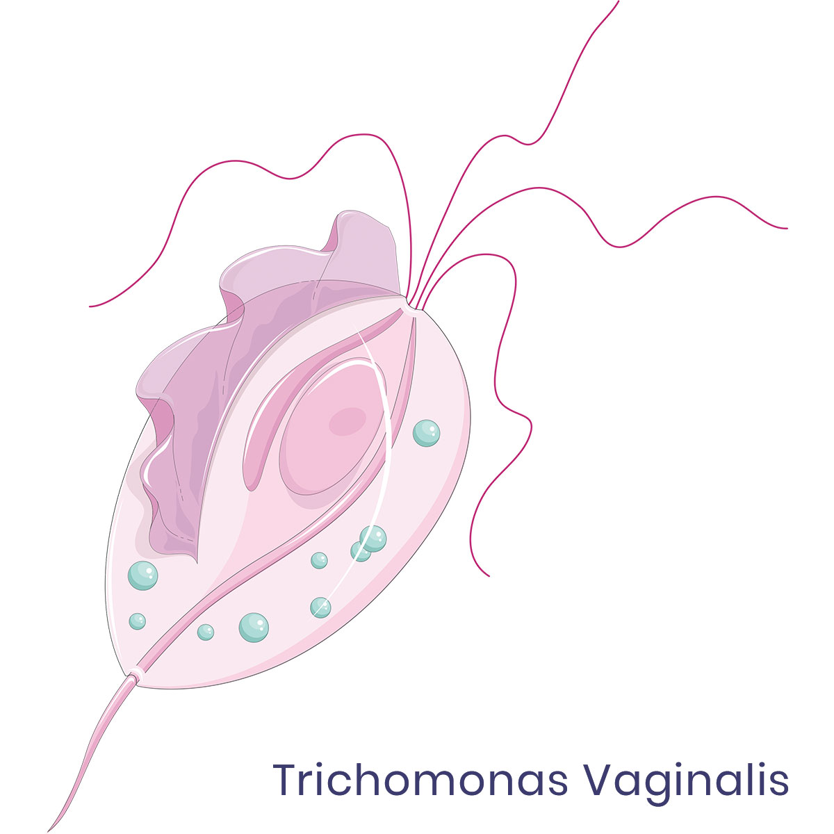 TopSexologist's tweet photo. Trichomoniasis (also called Trich) is caused by a single protozoa called Trichomonas Vaginalis. Thrich is one of the very common sexually transmitted infection and this one bothers women more than men. Pregnant women should be extra cautious ..read more at https://t.co/hnNcyQcYbJ https://t.co/oI1ZIC2BCx