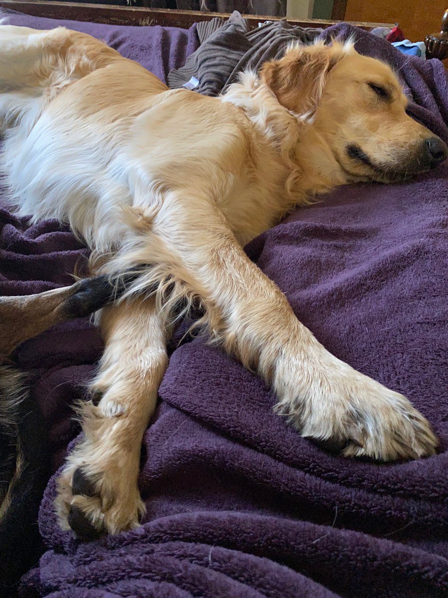 BestGoldenEver's tweet photo. Crazy face or cute cuddler 

Which is better? 1 or 2 😅😂 https://t.co/qGLCV9CXZc