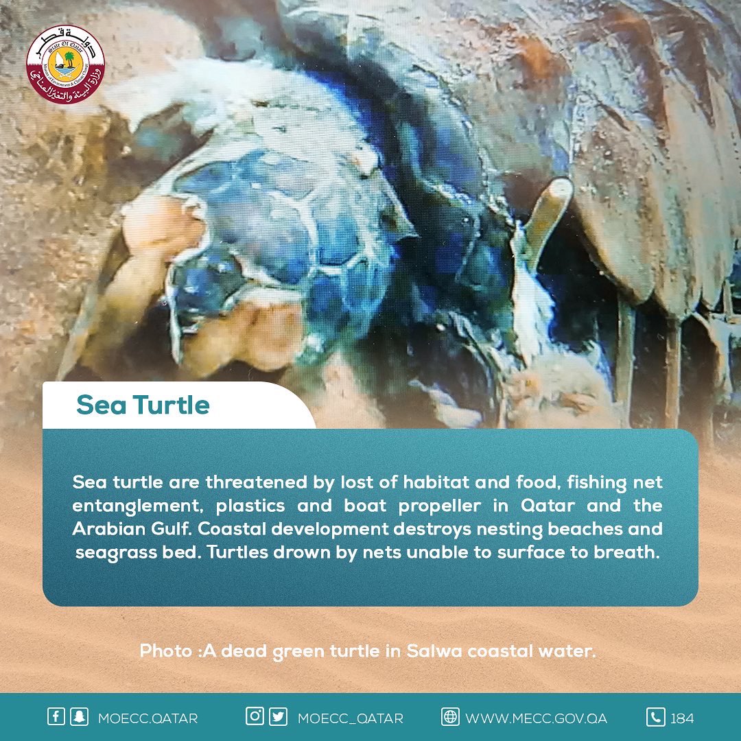 moecc_qatar's tweet image. السلاحف البحرية  #تعرف_على_بيئتك 
Sea Turtles #knowyourenvironment
