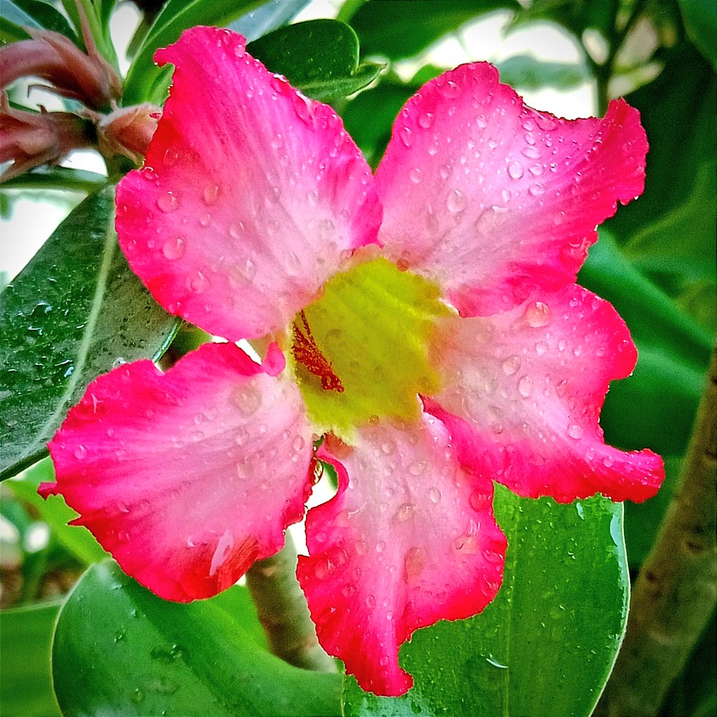 satbasani's tweet photo. #DesertRose flower
#ImpalaLily
#Kudu
#Adenium species
#apocynaceae family
#SebiStar #MockAzalea https://t.co/xvUqMiqbKY