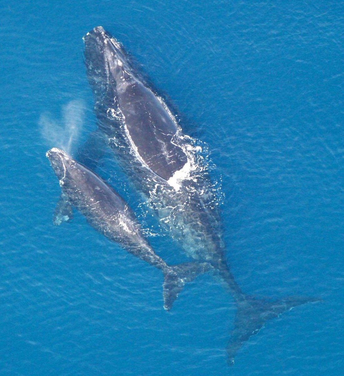 (1/n) Our new paper on #whale and #dolphin cranial evolution is out in <a href="/CurrentBiology/">Current Biology</a>! sciencedirect.com/science/articl…. It was a huge undertaking, with the most expansive whale skull scan set ever collected from 4 continents, covering 50 million yrs of evolution. So, what did we find?
