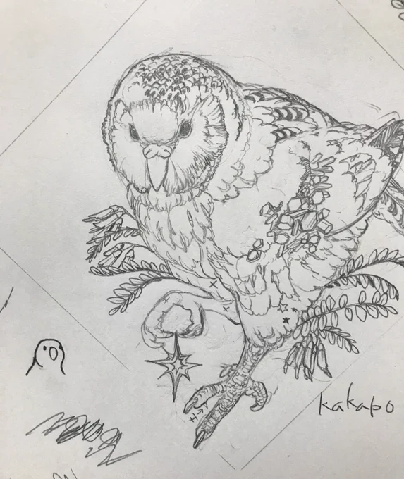 正解はカカポ!
60匹くらいまでに減り、もう絶滅目前でしたが去年の時点で200匹に🎉

例のパーティパロットの元ネタでもあります  あの動きは繁殖時のダンスで、アレのファンサイトCult of the Party Parrotの冒頭には『PARTY OR DIE(パーティしないと死ぬ)』とあり、割と間違ってなかったりします 