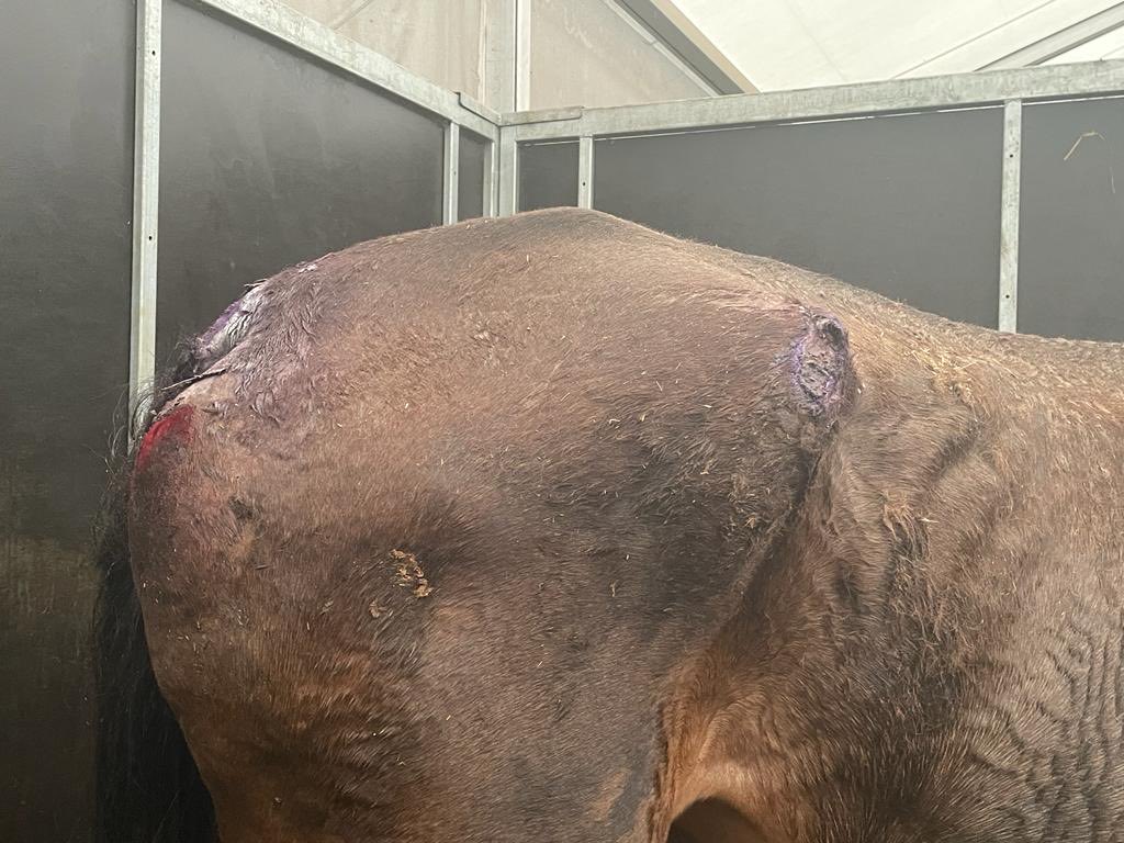 15 horses arrived in the hub today this one had collapsed on lorry .. sadly we couldn’t be there missed them by a day .. but vets on hand 🥲