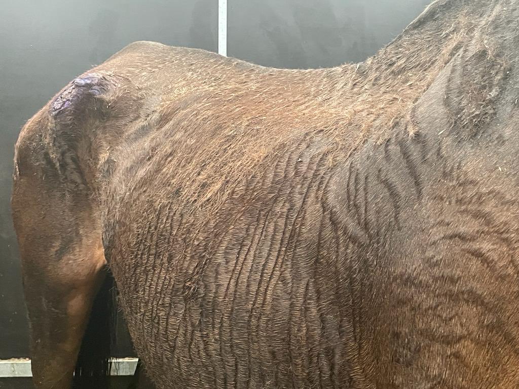 GayKelleway's tweet photo. 15 horses arrived in the hub today this one had collapsed on lorry .. sadly we couldn’t be there missed them by a day .. but vets on hand 🥲 https://t.co/cm3wcKwtr0