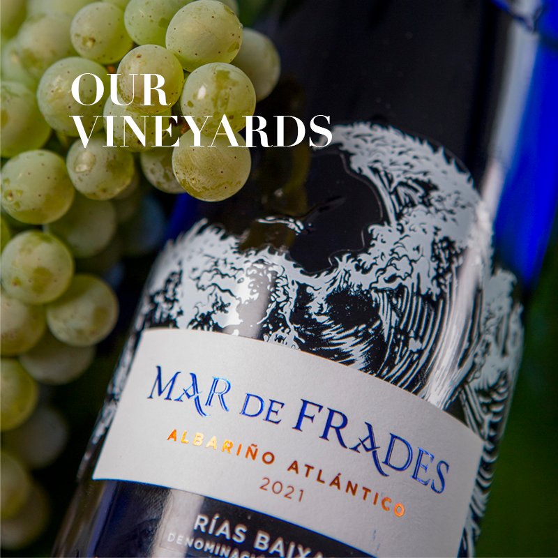 The vineyards in the Rías Baixas are highly fragmented and divided into thousands of small plots . At Mar de Frades we work with more than 150 winegrowers in the area, with whom we maintain a close relationship 💙✨

#MardeFrades #Albariño #DoriasBaixas #Vineyards