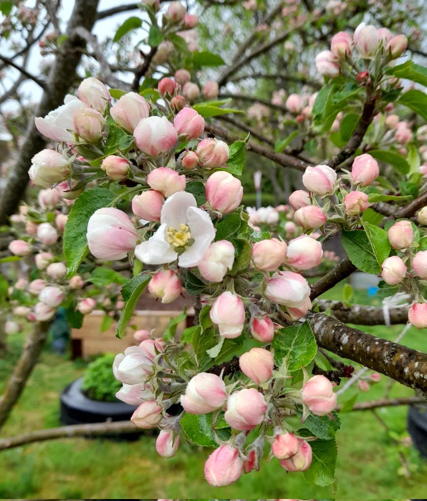 TullynessleN's tweet photo. 3 different types of apple blossom in our orchard - how pretty are they! #growyourown #eatingapples #beautifulblossom @BeechgroveGdn https://t.co/gf5yFmqLZx