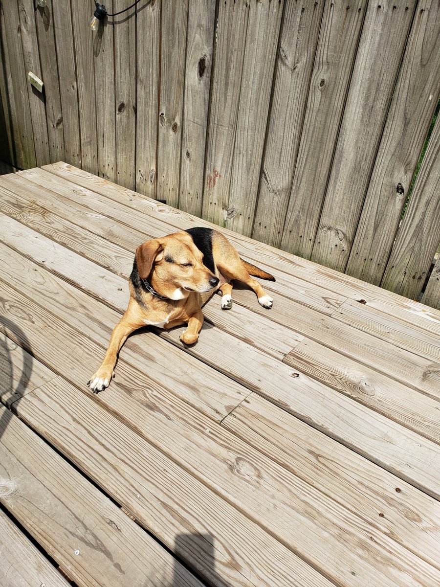 gmz121's tweet photo. Best part of #WFH life enjoying the nice weather on your break #beagle #rescuedog https://t.co/gkXj8kOZQu