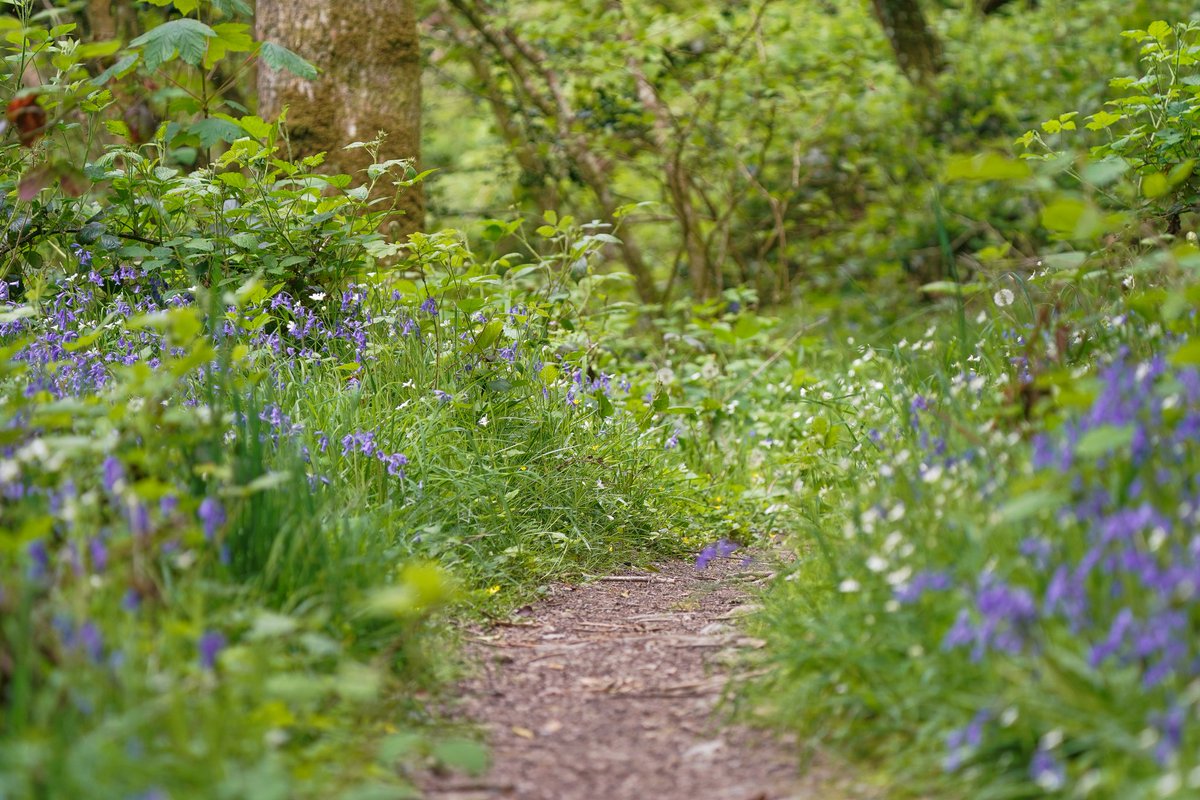 Avia_photos's tweet photo. #WildMonday wildflower carpet, forest full of life, full of sound, full of smell. Awakening all of your senses. 

https://t.co/faEJqo8BSY

#NFT #nftphotography #NaturePhotography #NatureArt #NFTs #NFTCommunity https://t.co/ZM4vZurJQ1