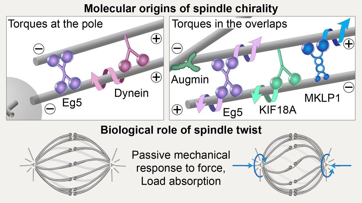 Iva Tolić (@toliclab) on Twitter photo Chirality of the mitotic spindle: what is it good for and how is it produced? Monika Trupinic, Barbara Kokanovic & <a href="/PonjavicIvana/">Ivana Ponjavić</a> share their cool findings in <a href="/CurrentBiology/">Current Biology</a> <a href="/CellPressNews/">Cell Press</a>! This was a lovely collaboration with engineers and physicists.
cell.com/current-biolog… Chirality of the mitotic spindle: what is it good for and how is it produced? Monika Trupinic, Barbara Kokanovic & <a href="/PonjavicIvana/">Ivana Ponjavić</a> share their cool findings in <a href="/CurrentBiology/">Current Biology</a> <a href="/CellPressNews/">Cell Press</a>! This was a lovely collaboration with engineers and physicists.
cell.com/current-biolog…