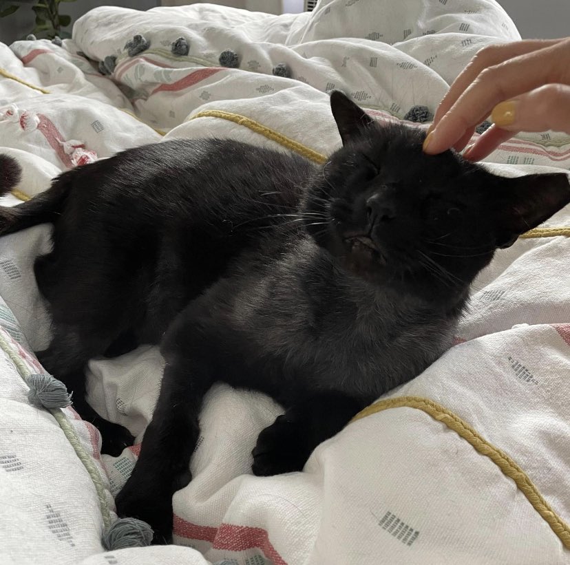 KeeleyFox29's tweet photo. In other positive @pspca news  Buddy’s fur is filling in as he fills his new home with lots of love &amp; appreciation for being saved and adopted into a safe home after his savage attack by two dogs their owners sicced on him.  He’s getting the life he deserves @FOX29philly https://t.co/C2KsToAcir