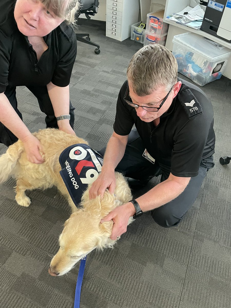 A busy day for Whispa today. Morning at Harrogate fire station and afternoon at the police station. She’s fast asleep now after meeting so many people. <a href="/CCNYP/">ccnyp</a> <a href="/smujhall/">Janine Hall</a> <a href="/OscarKiloNine/">OscarKilo9</a> <a href="/OscarRomeo1268/">Paul Cording</a>