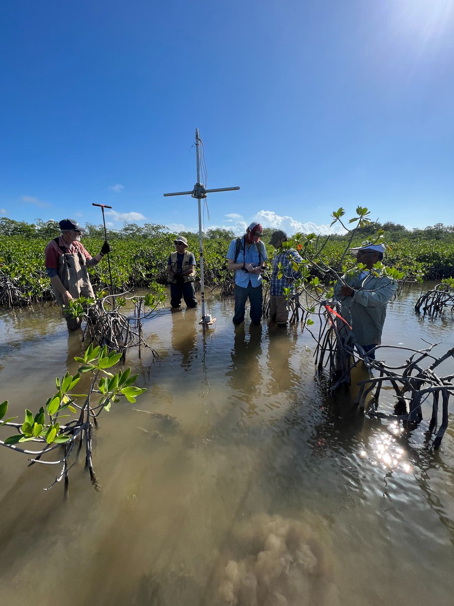 sirrahdnairb's tweet photo. Earlier this year I took part in a collab between @FIUEnvironment, @JafariLabLSU, @SFWMD, and @ArmyERDC focused on better understanding #Everglade soil strengths across ecosystem gradients which can have major implications to on-going #nnbf work (1/2) https://t.co/7isGNFCq8k