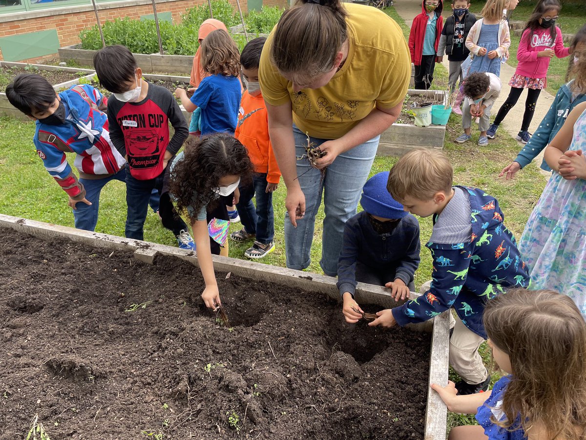 MsSokol1's tweet photo. We planted strawberries and asparagus last week! We can’t wait to watch it grow! https://t.co/HIGLz10Jbb