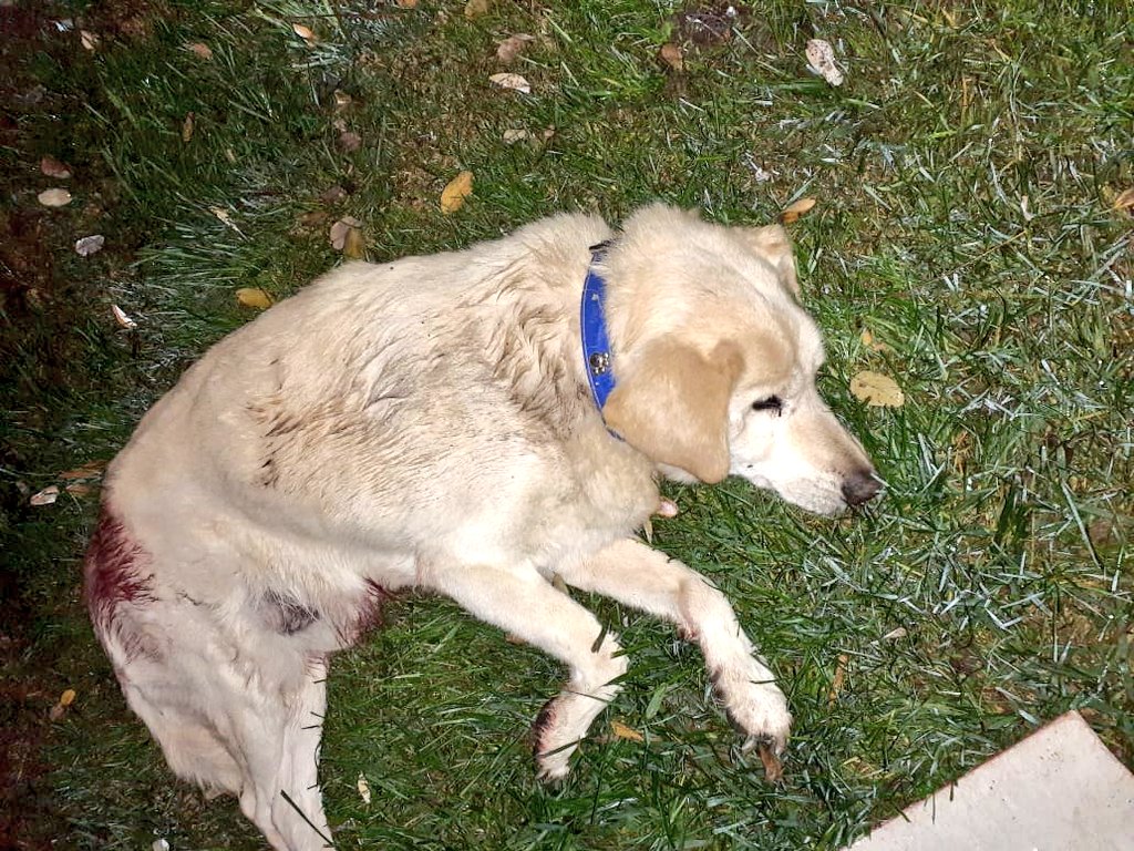 Kristian_Mella's tweet photo. NO SÉ COMO LO HAGO, PERO TAMBIÉN SÉ QUE USTEDES ME AYUDAN A ELLO... 

No hemos terminado con #Llaray🐶 ni #Kopito🐶 y aparece un nuevo caso de perrito posiblemente apuñalado en #Maipu voy en camino al lugar, si el perrito está vivo necesitaré de su ayuda. Cuento con ustedes ? https://t.co/rBmOddmQrw