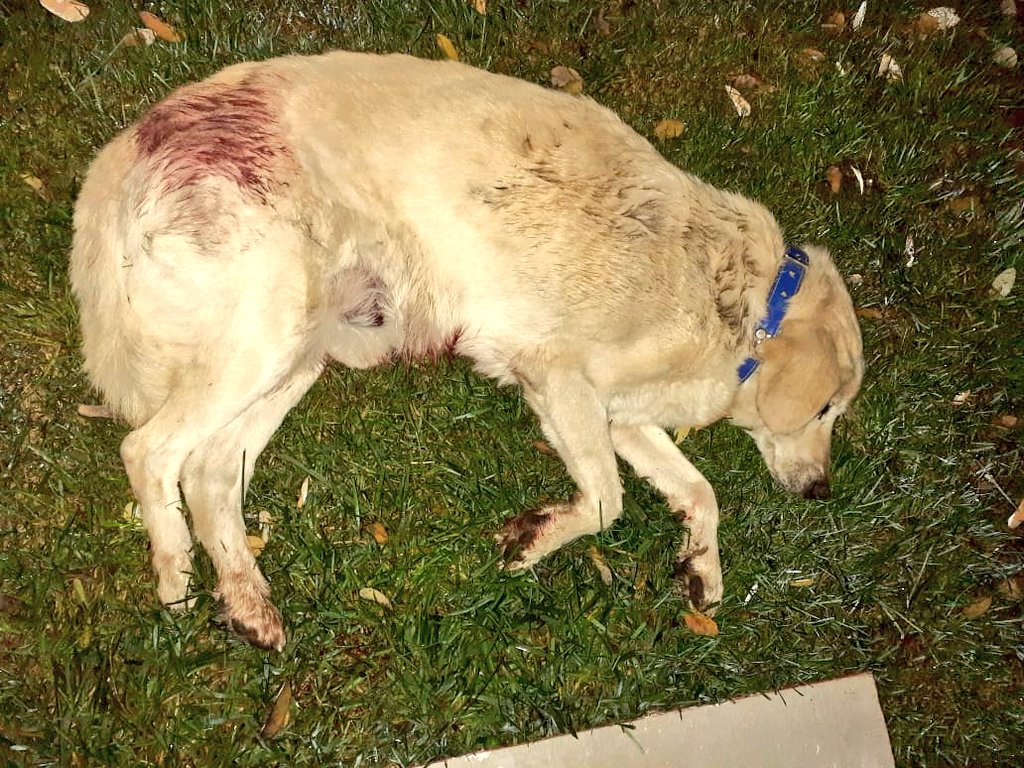 Kristian_Mella's tweet photo. NO SÉ COMO LO HAGO, PERO TAMBIÉN SÉ QUE USTEDES ME AYUDAN A ELLO... 

No hemos terminado con #Llaray🐶 ni #Kopito🐶 y aparece un nuevo caso de perrito posiblemente apuñalado en #Maipu voy en camino al lugar, si el perrito está vivo necesitaré de su ayuda. Cuento con ustedes ? https://t.co/rBmOddmQrw