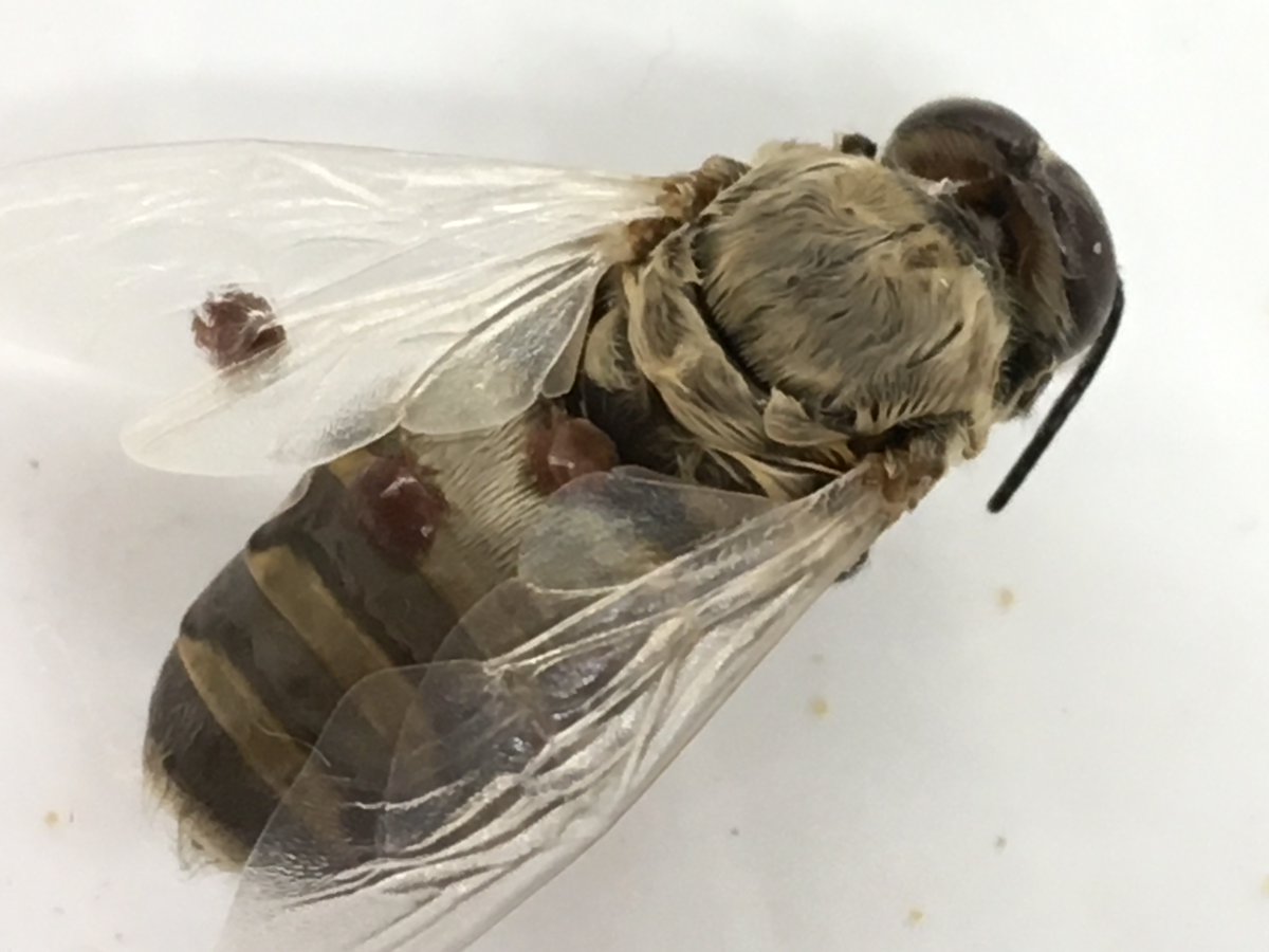 HillierLab's tweet photo. The #fieldwork season is in full swing here @HillierLab! @AlicjaMuir is out getting #honeybee drone brood infested with #varroadestructor mites for her #MSc project. ๐#research #entomology #acadiau https://t.co/A5yAPFaLPR
