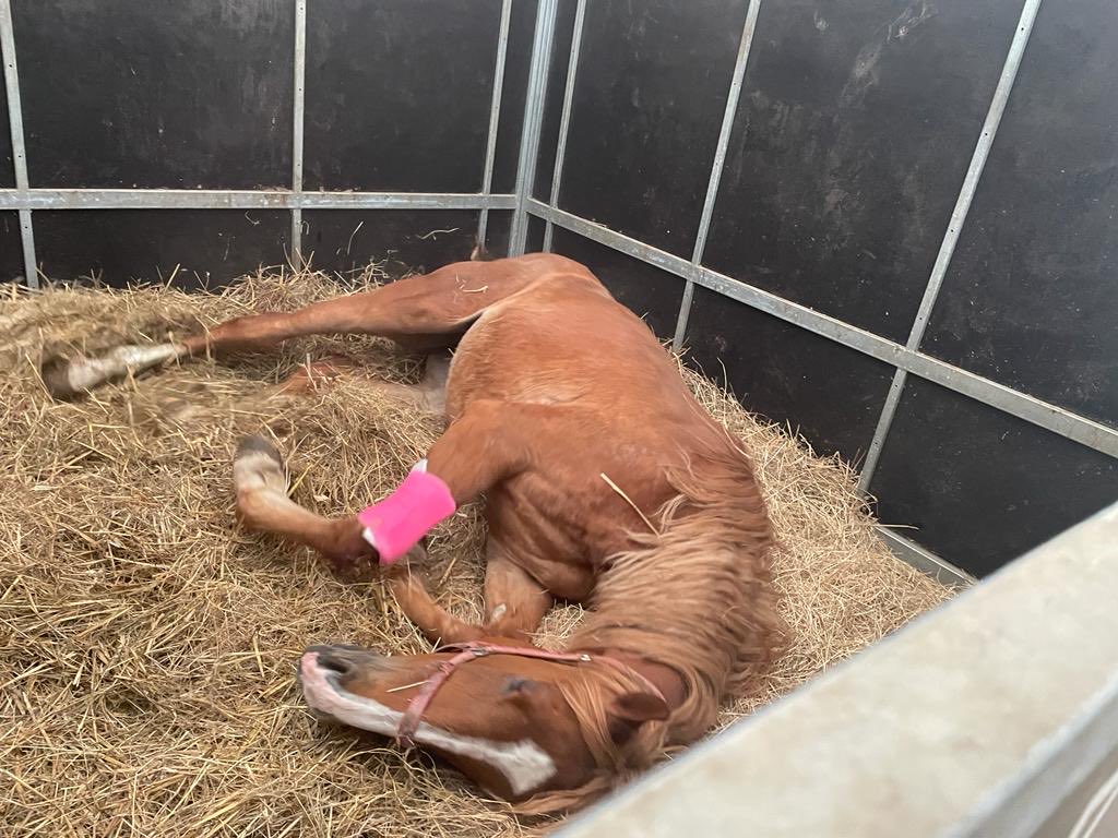 GayKelleway's tweet photo. If you love horses please help us save horses from this terrible war so close to home ! So glad those who donated medical supplies Rossdales stepped up 🙏 https://t.co/Ljhsa27KRV