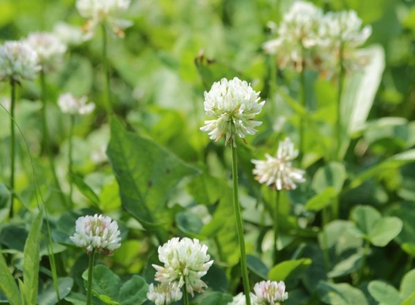 Investigador #ICB @utalca, <a href="/pedroegundel/">Pedro E. Gundel</a>, participó en un estudio a gran escala, denominado “Global urban environmental change drives adaptation in white clover”. La investigación fue publicada en Science, e incluyó 166 ciudades del mundo y 288 autores.
➡️ bit.ly/3P86zyj