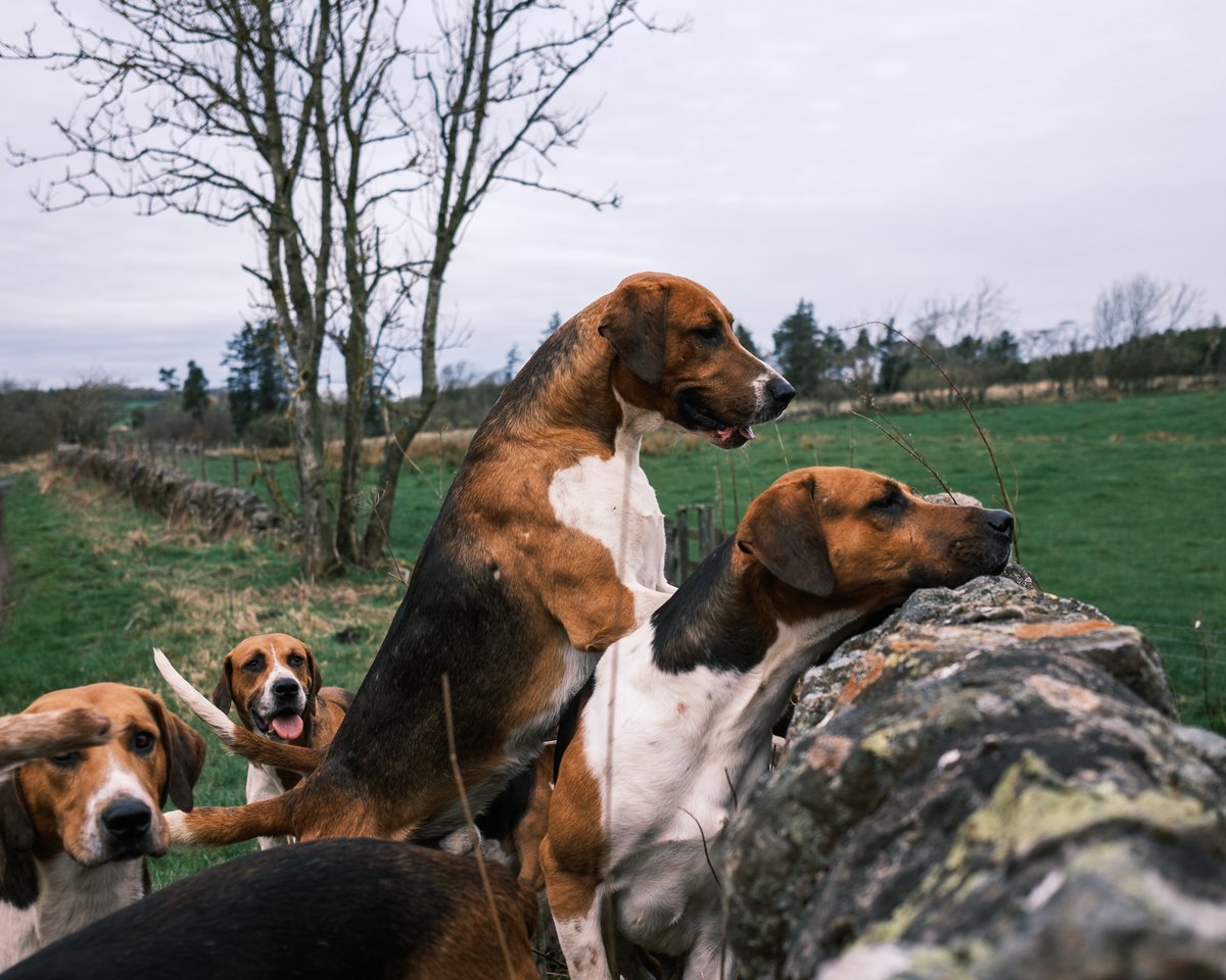 lurcherwork's tweet photo. #foxhounds #hounds #fujifilm #englishfoxhound #houndexercise #keephunting #countrylife https://t.co/n1AfSXkGP4