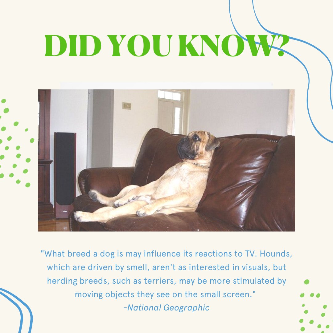 CleanBowlClub's tweet image. Can dogs actually watch TV? Apparently so! #cleanbowlclubnyc #dogswatchingtv #doglife #dogstagram