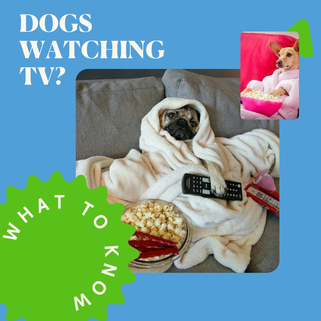 CleanBowlClub's tweet image. Can dogs actually watch TV? Apparently so! #cleanbowlclubnyc #dogswatchingtv #doglife #dogstagram