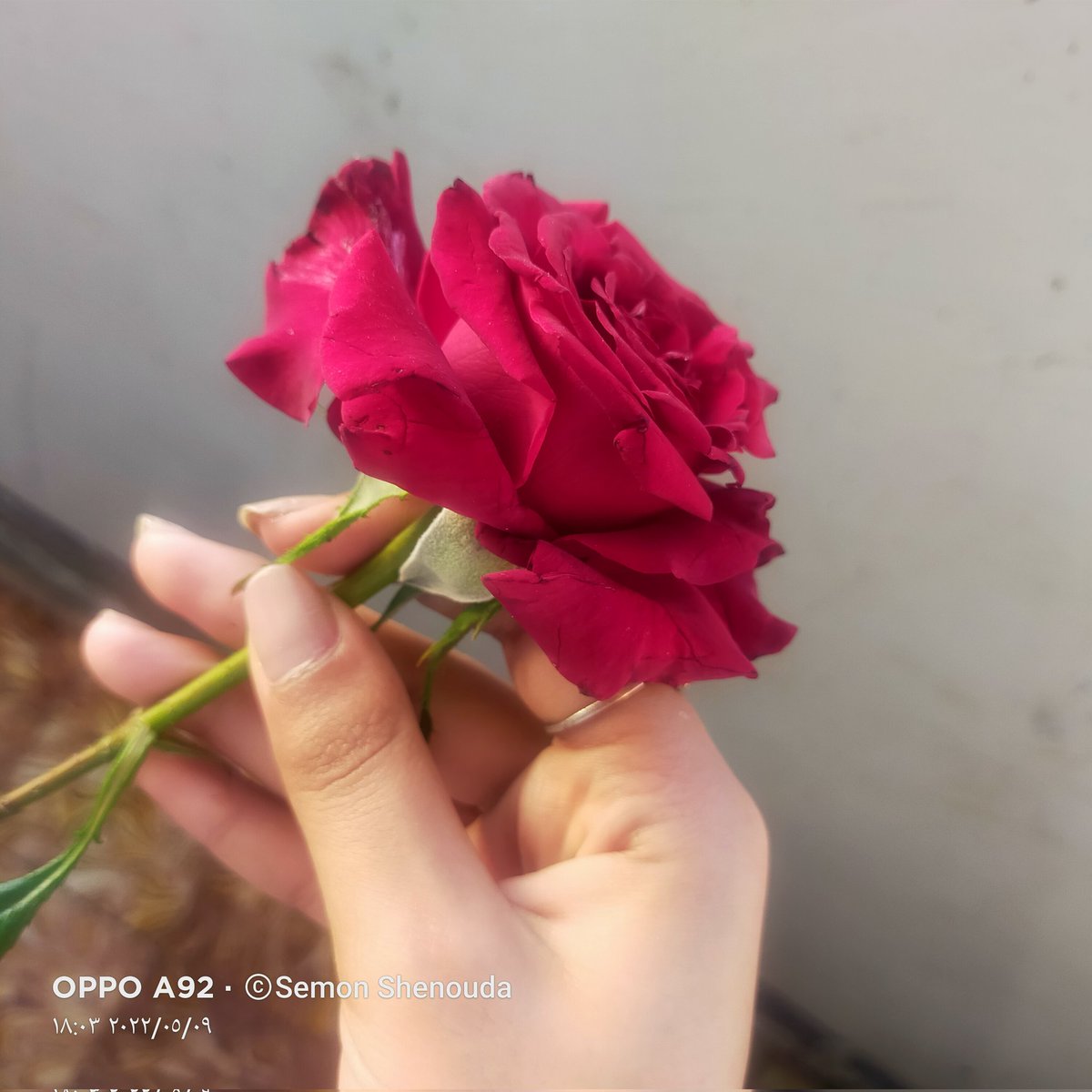 كاراس اخويا جالي بيقولي جبتلك الوردة دي🙈♥️