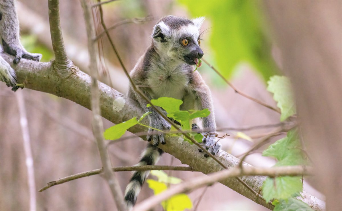 DukeLemurCenter's tweet photo. "So what's the big deal with solid food?" 
Infant ring-tailed lemur Mr. Popper is figuring out what foods are good for foraging. Under his mom's watchful eye, he is snacking on the leaves, flowers, and grasses in his family's forested home. https://t.co/vBTCqRVAlI