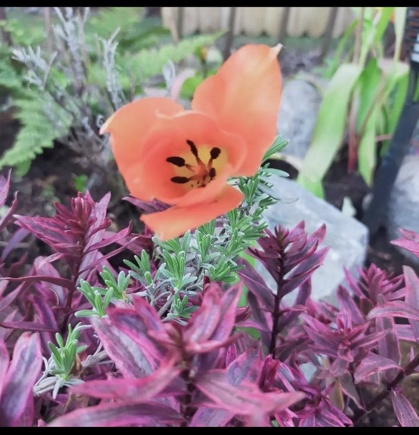 Khady_Bala's tweet photo. 😍 #Flowers  Trop belle journée 🥰 https://t.co/98wHFQbDQi