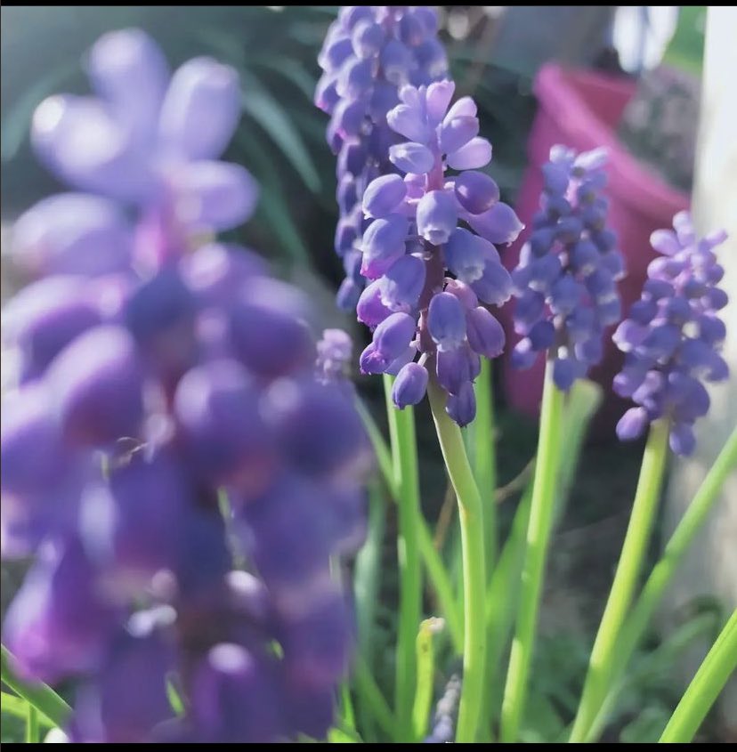 Khady_Bala's tweet photo. 😍 #Flowers  Trop belle journée 🥰 https://t.co/98wHFQbDQi