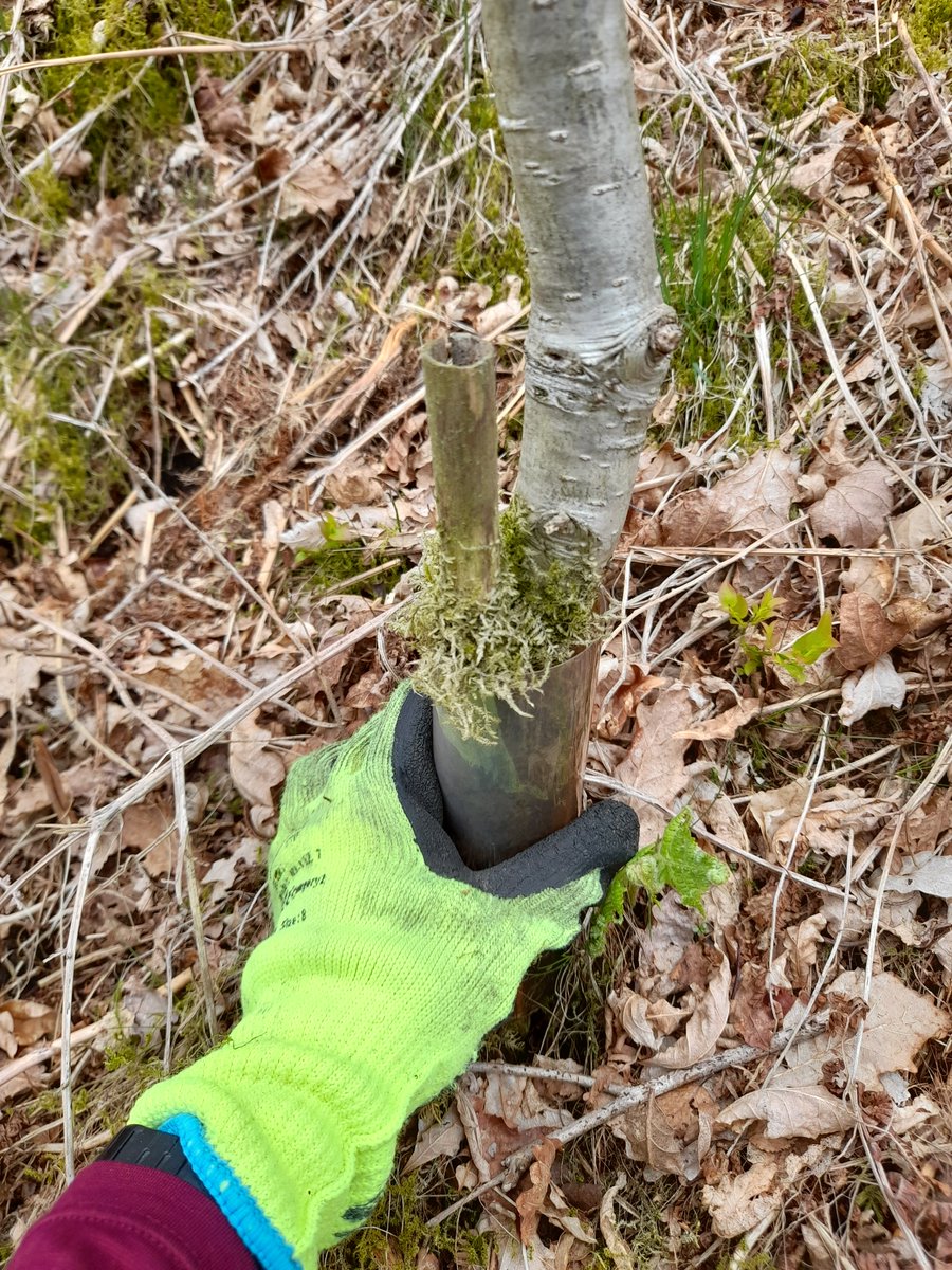 BordersForest's tweet photo. Thank you to all the volunteers who attended our High Camp.  Volunteers were helping 'free the trees' by removing vole guards. This involves crawling around on hands and knees to find hidden guards, so well done to all involved in this effort! https://t.co/GHxbdwYMvC
