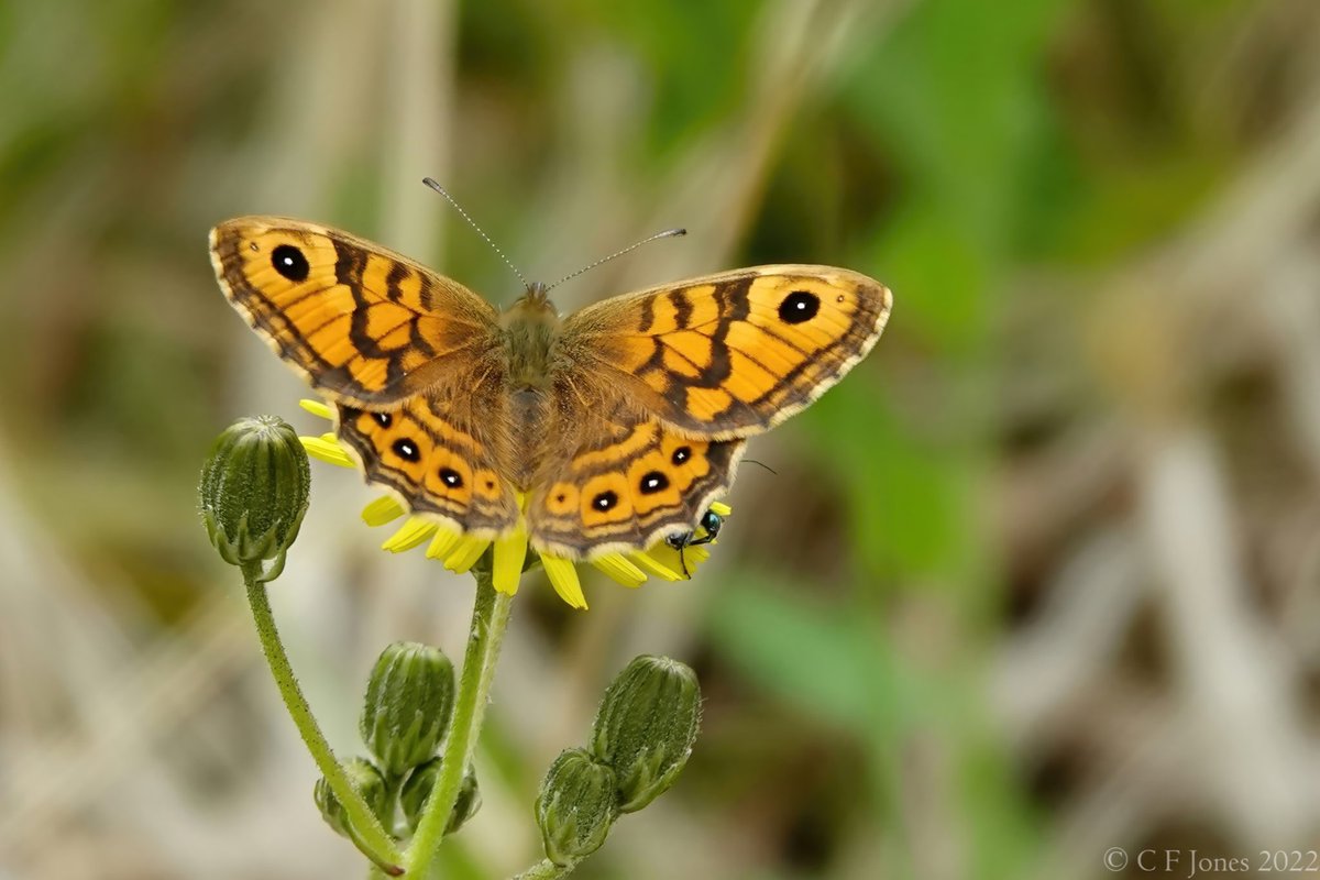 Butterfly #20 for 2022. Wall at Lea Quarry, Shropshire earlier today @BC_WestMids @savebutterflies @ukbutterflies @ShropsWildlife