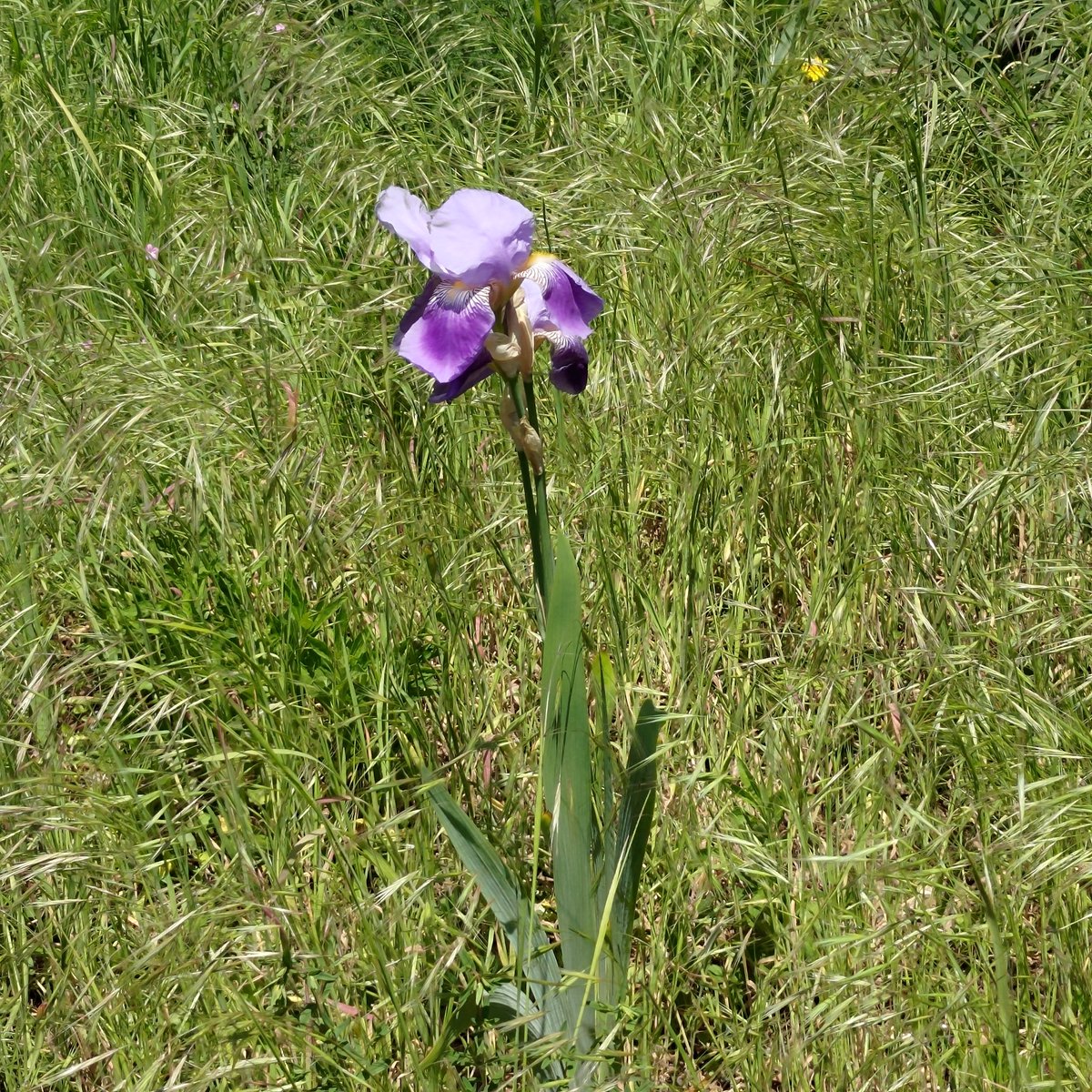 ReadingGuerilla's tweet photo. May photos, if only we had a lawn to not mow... #NoMowMay #vasternroad #guerillagardening #trafficreading #rdguk #GardenersWorld #communitygardens @Reading_Bridge
@ReadingForum  @BBCBerkshire  @Eastreadingcom
@thejellyreading @ReadingGuerilla https://t.co/Vw5otE1ndh
