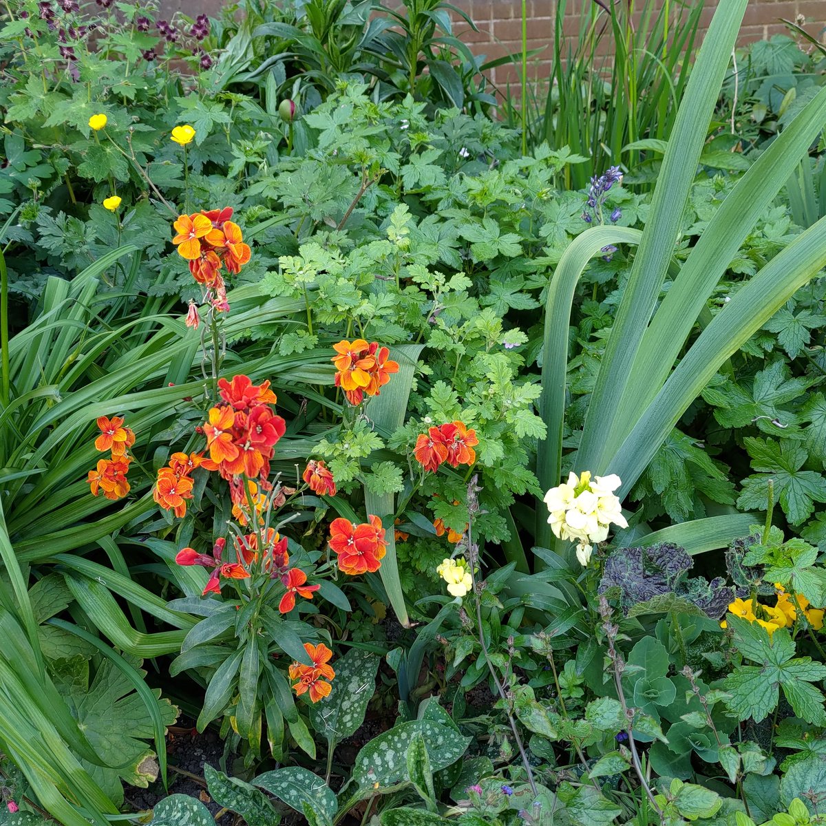 ReadingGuerilla's tweet photo. May photos, if only we had a lawn to not mow... #NoMowMay #vasternroad #guerillagardening #trafficreading #rdguk #GardenersWorld #communitygardens @Reading_Bridge
@ReadingForum  @BBCBerkshire  @Eastreadingcom
@thejellyreading @ReadingGuerilla https://t.co/Vw5otE1ndh