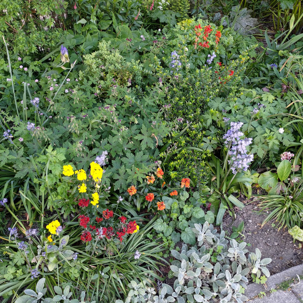 ReadingGuerilla's tweet photo. May photos, if only we had a lawn to not mow... #NoMowMay #vasternroad #guerillagardening #trafficreading #rdguk #GardenersWorld #communitygardens @Reading_Bridge
@ReadingForum  @BBCBerkshire  @Eastreadingcom
@thejellyreading @ReadingGuerilla https://t.co/Vw5otE1ndh