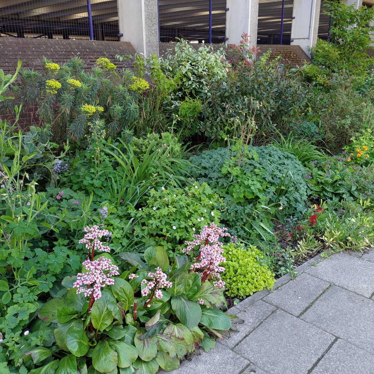 ReadingGuerilla's tweet photo. May photos, if only we had a lawn to not mow... #NoMowMay #vasternroad #guerillagardening #trafficreading #rdguk #GardenersWorld #communitygardens @Reading_Bridge
@ReadingForum  @BBCBerkshire  @Eastreadingcom
@thejellyreading @ReadingGuerilla https://t.co/Vw5otE1ndh