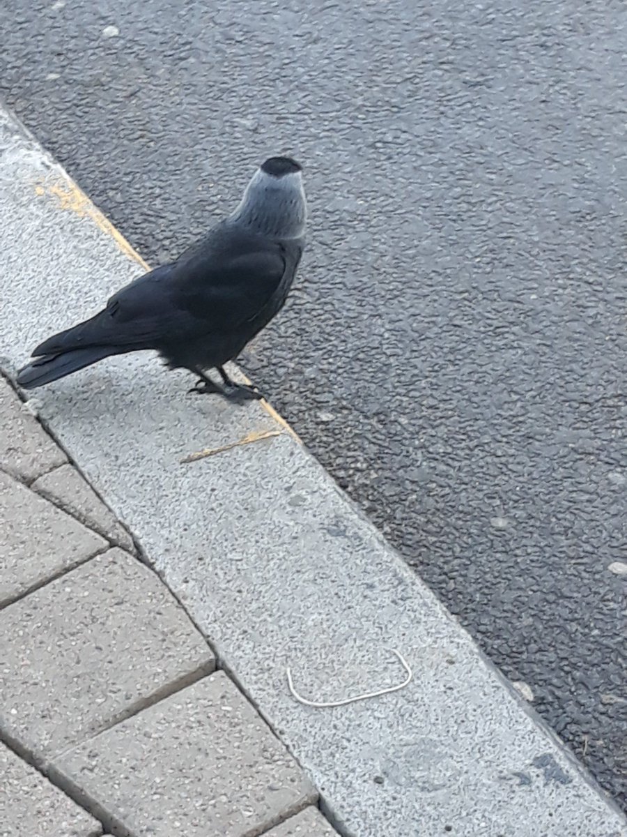 cnbcwatcher90's tweet photo. @CarlBovisNature This guy (think it's a hooded crow) waiting to cross the road in a supermarket car park #CarlBovisComp https://t.co/eUQIfjCJIM
