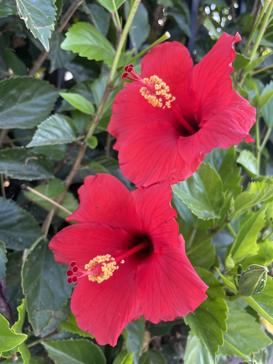 Mia Spano-Curtiss & Sondra Price tweet media