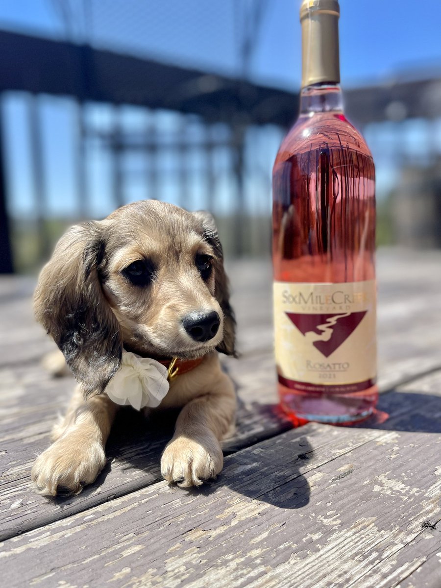 Rose’… Meets Rose’! So Rose’ the 9 week old Dachshund says our Rose’ of Lemberger is top notch! She’s not old enough to drink yet but we think you should  just take her word for it!#FLX #fingerlakes #sixmilecreek