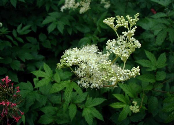 magretkind's tweet photo. Kennt ihr Mädesüß? Die heimische Staude hat einen intensiven Honigduft und ich rieche sie oft schon von weitem. Sie gehört zu meinen Lieblingsblumen und deswegen hole ich sie mir jetzt in den Garten! https://t.co/SknR4FmtEO