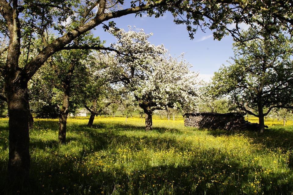 Ce fut au verger miraculeux
croulant des fleurs d’avant le dire
qu’un lourd sanglot de bonheur
allongea d’autant
la réunion
des essences complémentaires

Matthieu Messagier.- Épigraphies d’un fleuve