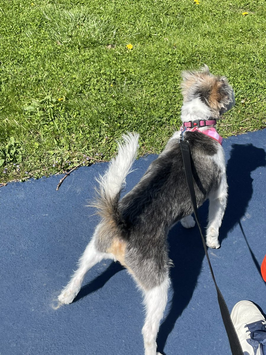 NolaTheMuttPup's tweet photo. For those of you who were surprised she is part pitbullโฆ. ๐คฃ@embarkvet Her face might be deceiving but her stance is not. #embarkdecoded #mondaythoughts #Mondayvibes #springtime #sunshine https://t.co/W2FnReJbJU