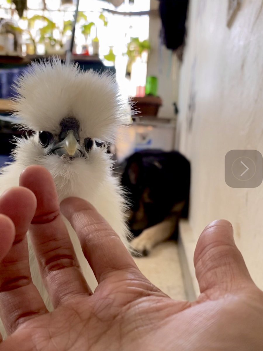 ✨🐣ChickTera.ETH🐥✨ tweet media