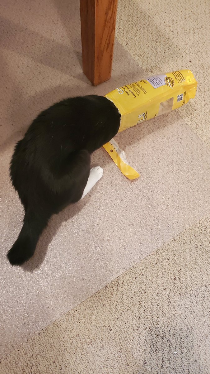 lowercaseNEWT's tweet photo. I found ALL THE TREATS!!!

#kitten #CuteCats #kittens #CatsOfTwitter #cats #adorable #CuteAnimals https://t.co/lnJqHSpMv0