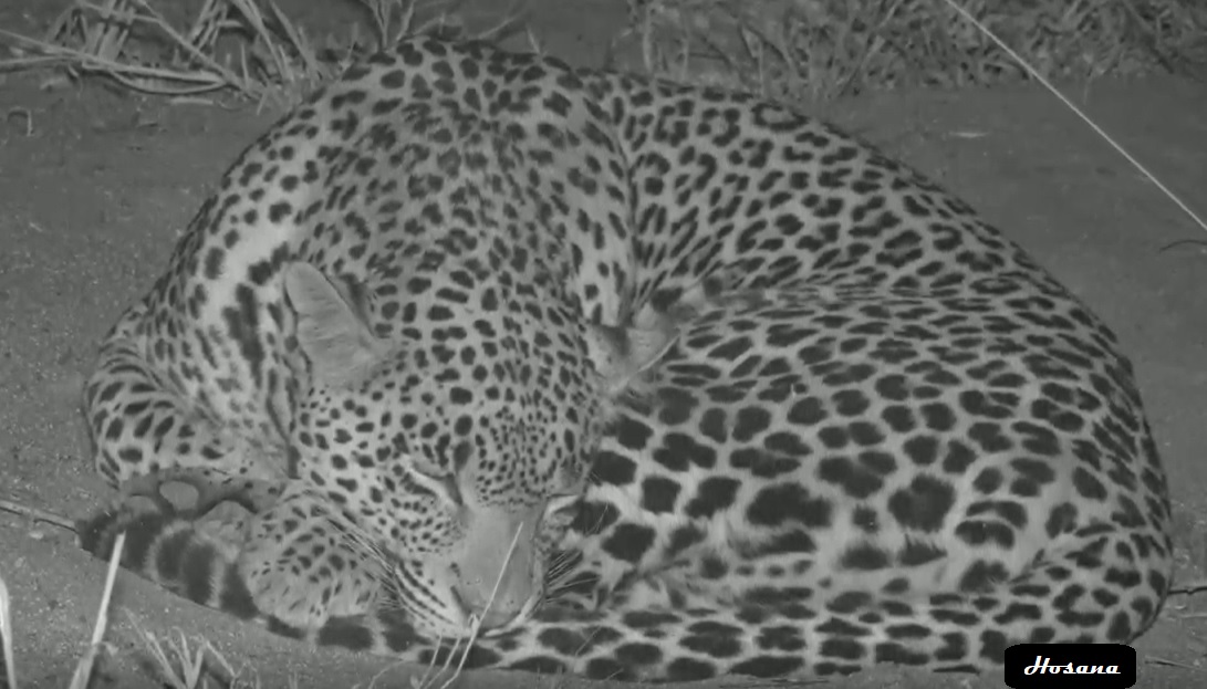 ubombogirl's tweet photo. oh hosana, if i'd EVER been told i'd find so much joy &amp; peace spending hours, yes, HOURS just watching a  leopard sleep through the eye of a camera, i'd have said "no ways"! sleep on now my little pan pet...thanks for being with me at a time when i so needed it 🐾💔  #wildearth https://t.co/CgOa67Zawc